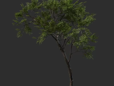 Lush Green Tree With Dense Foliage And Branchy Trunk On Dark Background 3d model