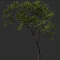 Lush Green Tree With Dense Foliage And Branchy Trunk On Dark Background