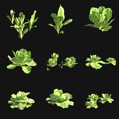 lettuce lettuce vegetables 3d model lettuce lettuce vegetables 3d model