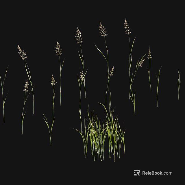 Green Grass With Slender Stems And Spikelet Plants On Black Background 3d model 