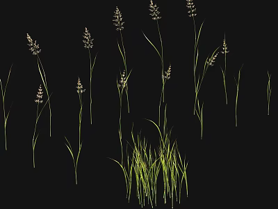 Green Grass With Slender Stems And Spikelet Plants On Black Background 3d model