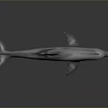 Realistic 3D Gray Dolphin Model With Open Mouth On Black Background 3d model