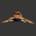 Vibrant Yellow Spotted Frog With Open Mouth On Dark Reflective Surface