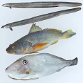 Different Aquatic Animal Species Including Anguilla japonica Nibea albiflora and Paralichthys olivaceus