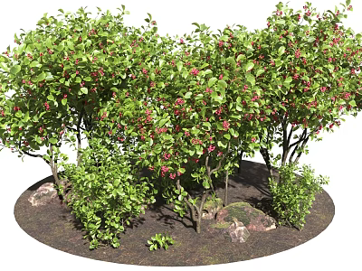 Ornamental Garden Trees with Lush Green Leaves and Red Fruits Surrounded by Small Shrubs and Rocks 3d model