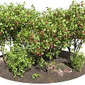 Ornamental Garden Trees with Lush Green Leaves and Red Fruits Surrounded by Small Shrubs and Rocks