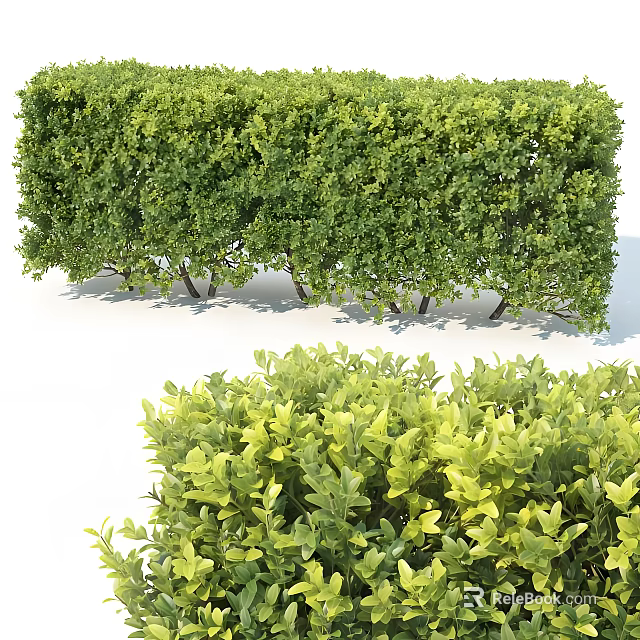 Lush Green Shrubs And Trimmed Hedge For Garden Landscape Decoration 3d model 