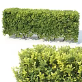 Lush Green Shrubs And Trimmed Hedge For Garden Landscape Decoration