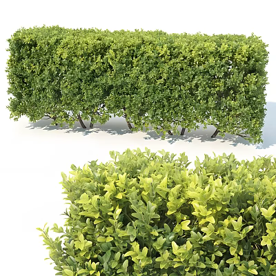 Lush Green Shrubs And Trimmed Hedge For Garden Landscape Decoration 3d model