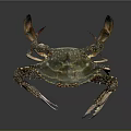Detailed Green And Brown Crab With Large Claws And Colorful Legs
