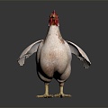 Modern Hen Domestic Chicken 3d model