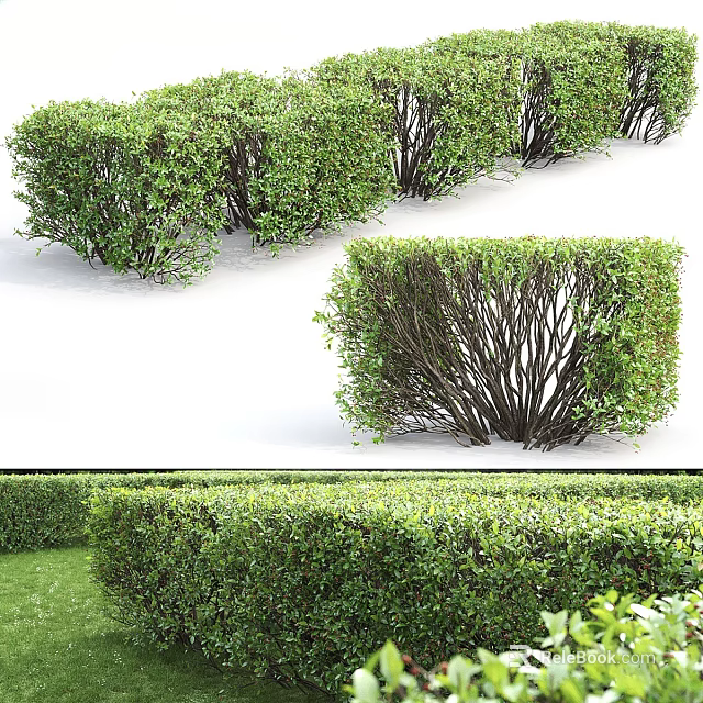 Well Trimmed Green Leaf Bushes For Outdoor Garden Landscape Design 3d model 