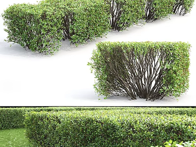 Well Trimmed Green Leaf Bushes For Outdoor Garden Landscape Design 3d model