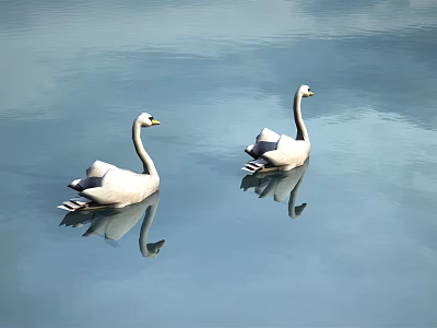Two White Swans Swimming Gracefully On Calm Water Surface With Clear Reflections 3d model