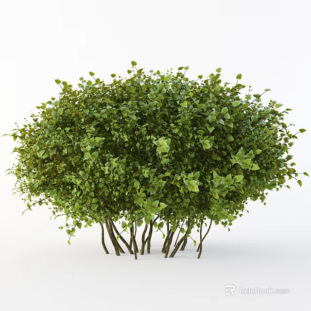 Lush Green Shrub With Dense Foliage And Multiple Thin Branches For Garden Landscaping 3d model