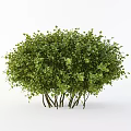 Lush Green Shrub With Dense Foliage And Multiple Thin Branches For Garden Landscaping 3d model
