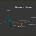 Chapter 7 Nerve tissue Nerve arch 3d model