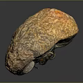 Fossilized Ancient Creature With Preserved Organs And Hair Like Setae On Stone