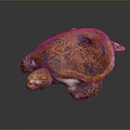Turtle Cartoon Turtle Snapping Turtle Chickbill Turtle Reptile Cold Blooded Animal Reptile Class 3d model
