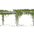 Outdoor Pergola Covered With Lush Green Climbing Vines And Foliage