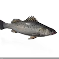 Fresh Bass Fish Isolated on White Background with Spotted Body and Fins