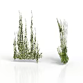 Green Plants With White Background In 3D Model Style Various Heights And Lush Leaves
