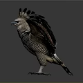 Mythical Bird With Spread Wings Blue Eyes And Crown Feathers On Dark Background