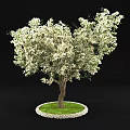 Tall Arbor with Abundant White Flowers Thick Trunk and Lush Green Grass Around Base