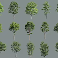 Various Types Of Arbor Trees With Different Green Foliage And Unique Trunk Shapes