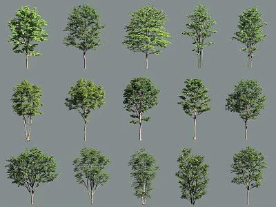 Various Types Of Arbor Trees With Different Green Foliage And Unique Trunk Shapes 3d model