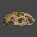 Detailed Animal Skull Fossil With Sharp Teeth And Hollow Eye Sockets