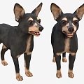 Two Small Black and Tan Dogs Standing with Perky Ears and Friendly Expressions