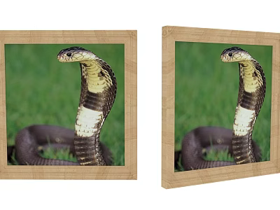 Framed Cobra Animal Painting With Green Grass Background And Coiled Body 3d model