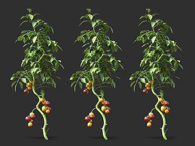 Fresh Green Tomato Plants With Red And Yellow Fruits On Black Background 3d model