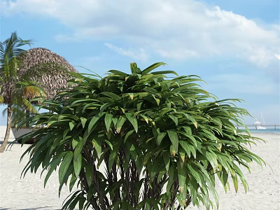 Tropical Arbor With Lush Green Leaves Growing On Beach Under Blue Sky 3d model