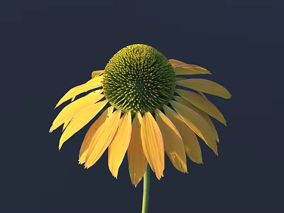 Beautiful Yellow Flower with Green Flower Head and Green Stem Stands Out on Dark Background 3d model