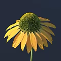 Beautiful Yellow Flower with Green Flower Head and Green Stem Stands Out on Dark Background
