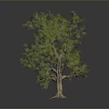 Isolated Tree With Thick Trunk Lush Green Canopy Against Dark Background