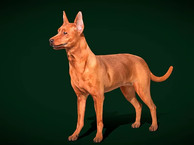 Brown Dog Standing In Alert Posture With Sleek Coat On Green Background 3d model