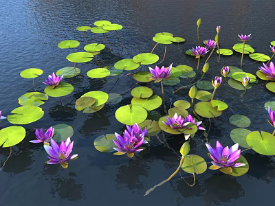 Vibrant Purple Water Lilies And Green Lily Pads Floating On Calm Water Surface 3d model