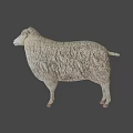 Realistic Fluffy Sheep With Thick Wool Standing In Isolated White Background 3d model