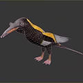Colorful Flying Bird with Black Yellow White Feathers Long Beak and Orange Feet