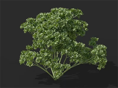 Fresh Green Parsley a Healthy Culinary Herb with Vibrant Leaves on Dark Background 3d model