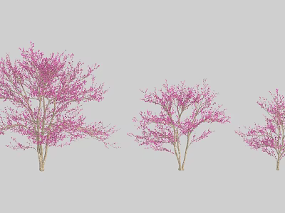 Three Beautiful Pink Flowering Trees in Different Sizes for Garden Landscape 3d model