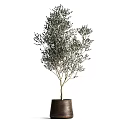 Two Olive Bonsai Potted Plants With Lush Foliage In Brown Pots