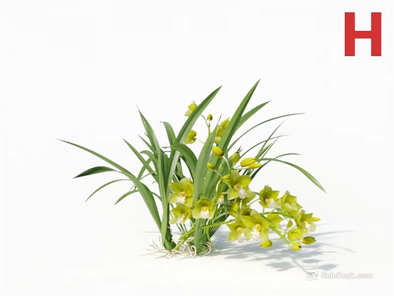 Yellow Orchids With Long Green Leaves And Exposed Roots On White Background 3d model 