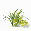 Yellow Orchids With Long Green Leaves And Exposed Roots On White Background
