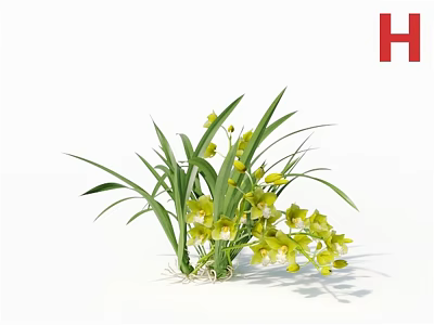Yellow Orchids With Long Green Leaves And Exposed Roots On White Background 3d model