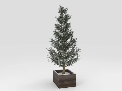 Evergreen Potted Olive Tree In Square Wooden Planter For Interior Decor 3d model