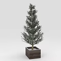 Evergreen Potted Olive Tree In Square Wooden Planter For Interior Decor